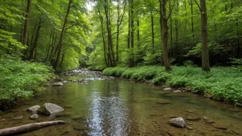 En fredelig skogstrømm med stille vann og naturlige omgivelser.