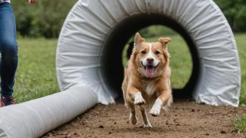 En hund som deltar i agilitytrening med sin eier.