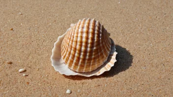 En sjøskal med en sandstrand i bakgrunnen.