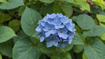 En vakker blå hydrangea i en hage.