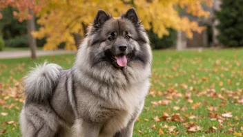 En keeshond med en tykk, fløyelsaktig pels og et vennlig uttrykk.