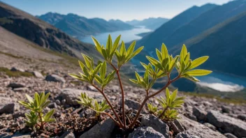 Et bilde av en Fjellveronika som vokser i fjellet.