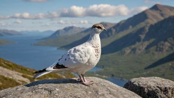 En hannfjellvaktel i sommerdrakt, stående på en steinblokk i et norsk fjellandskap.