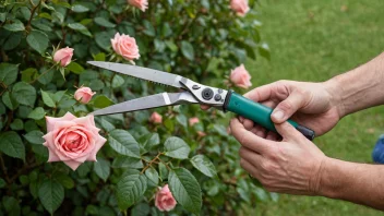 En person bruker en blomsterklipper til å klippe en rosebusk i en hage. Blomsterklipperen er laget av metall og har et komfortabelt grep. Rosebusken er i full blomst med vakre rosa blomster.