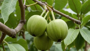 En grønn, umoden frukt på en gren.