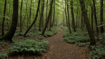 En viltsti gjennom skogen.