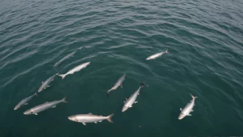 En fiskefarm med ulike typer fisk som svømmer i vannet.