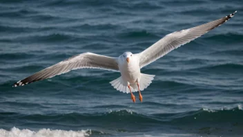 En havmåke i flukt over havet