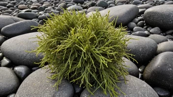 Et bilde av en nåletang på en steinete strand, med de nålelignende grenene tydelig synlige.