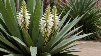 En yucca-plante med sine karakteristiske lange, spisse blader og hvite blomster.