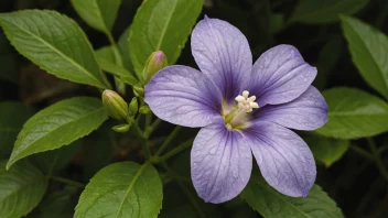 Et bilde av en sursilda-blomst, som viser dens unike form og farge.