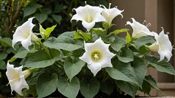 En måneplante med store hvite blomster og mørkegrønne blader.