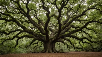 Et majestetisk eiketræ med en solid stamme og utstrakte grener, omgitt av en frodig skog.