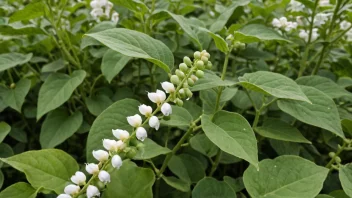 En sojabønneplante med grønne blader og hvite blomster, med noen sojabønner synlige i sentrum av bildet.