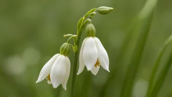 En vakker hvit påskeliljeklokke i blomst.