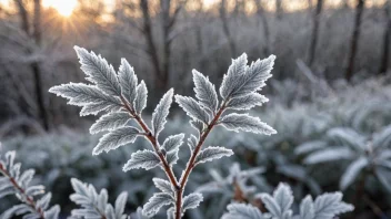 En plante med frost på bladene, som viser sin vinterhardhet.