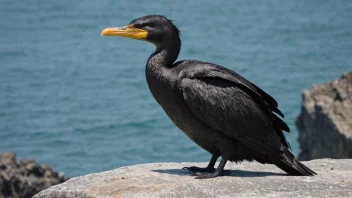 En skarvefugl på en stein nær havet.