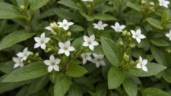 En bobensplante med grønne blader og små hvite blomster