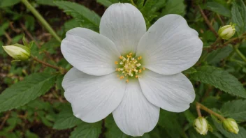 En hvit Alba-blomst i full blomst, omgitt av frodig grønt.