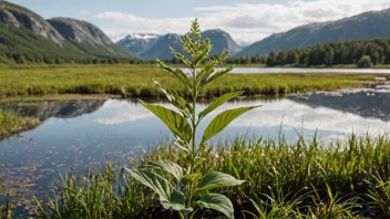 Et flåste-plant som vokser i et våtmarksområde, med en tradisjonell norsk bakgrunn.