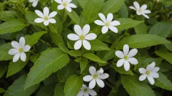 En kodiljeplante med grønne blader og hvite blomster