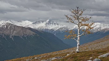 Et fjellbjerk-tre som vokser i et fjellområde