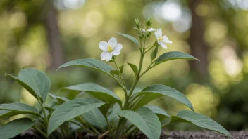 Et bilde av en agertplante i en hage eller park.