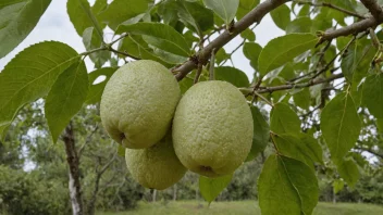 Et nærbilde av en stor, hvit og litt grønnaktig frukt som vokser på en gren.