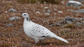 En orre i sitt naturlige habitat, med sin karakteristiske kamuflasje og manier på display.