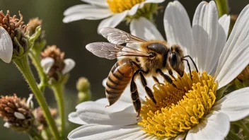 En arbeidsbie samler inn nektar og pollen fra en blomst.