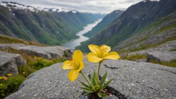 Et bilde av en gul blomstrende plante som vokser i et steinete terreng.