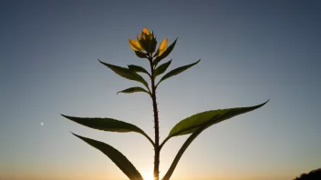 Et bilde som representerer ideen om noe som dukker opp eller vokser, som en soloppgang eller en spirende plante.