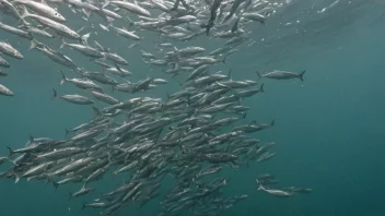 En stor skole av sild som svømmer sammen i havet, med en fiskebåt i bakgrunnen, som viser viktigheten av sild i fiskeindustrien.