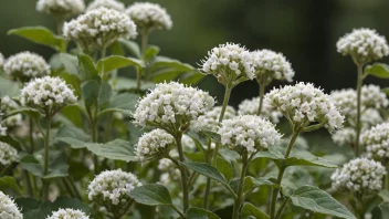 En bokhveteplante med hvite blomster og mørkegrønne blader.