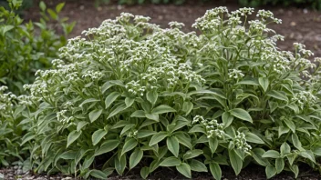 En springskalleplante med grønne blader og en lang stengel, som vokser blant andre planter i en hage eller park.