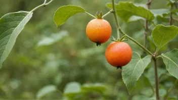 En viltvoksende frukt eller grønnsak i naturen.