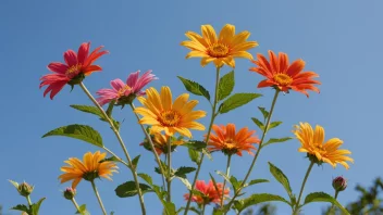 En vakker sommerblomst i full blomst