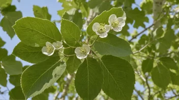 Et ospetrær med hjerteformede blader og hvite blomster.