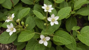 Et nærbilde av en bertramplante med blomster og blader.