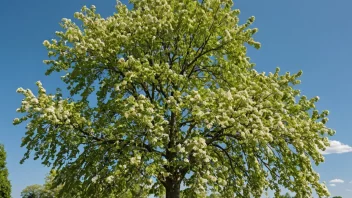 En vakker lind med duftende blomster og et frodig grønt løvverk.