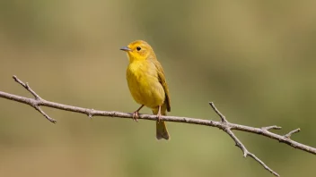 En liten gul fugl sitter på en gren og synger en vakker sang