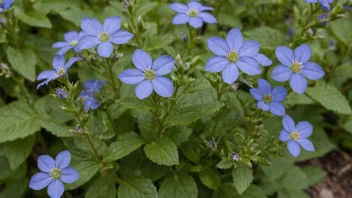 En blåblomstrende alkenetplante i en hage eller landskapssetting