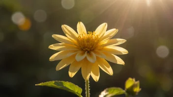 En vakker gylden blomst med delikate kronblader, som stråler i sollyset.