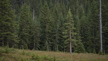 En grans i en skog.