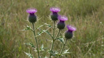 En tistelplante med sine tornete blader og lilla blomster.