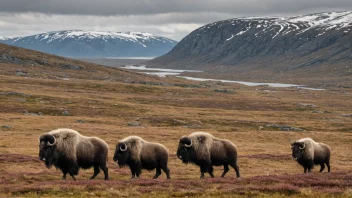 En storslagen utsikt over Dovrefjell-fjellkjeden i Norge, med dens frodige daler og snødekte topper.