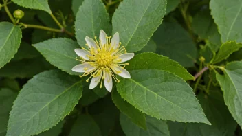 En lindeblomst i full blomst, som viser dens intrikate detaljer og søte duft.