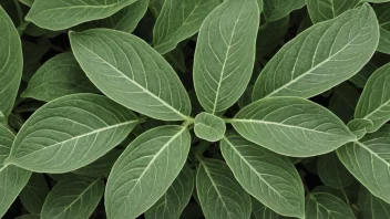 Et bilde av en plante med kølleformede blader, som viser den unike formen og strukturen til bladene.