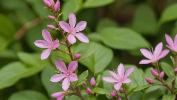 En symra med rosa blomster og grønne blader.