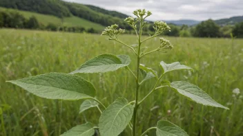 Et nærbilde av en gimreneplante, som viser dens karakteristiske trekk.